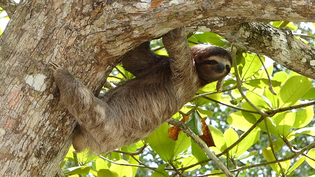Sloth Costa Rica Honeymoon