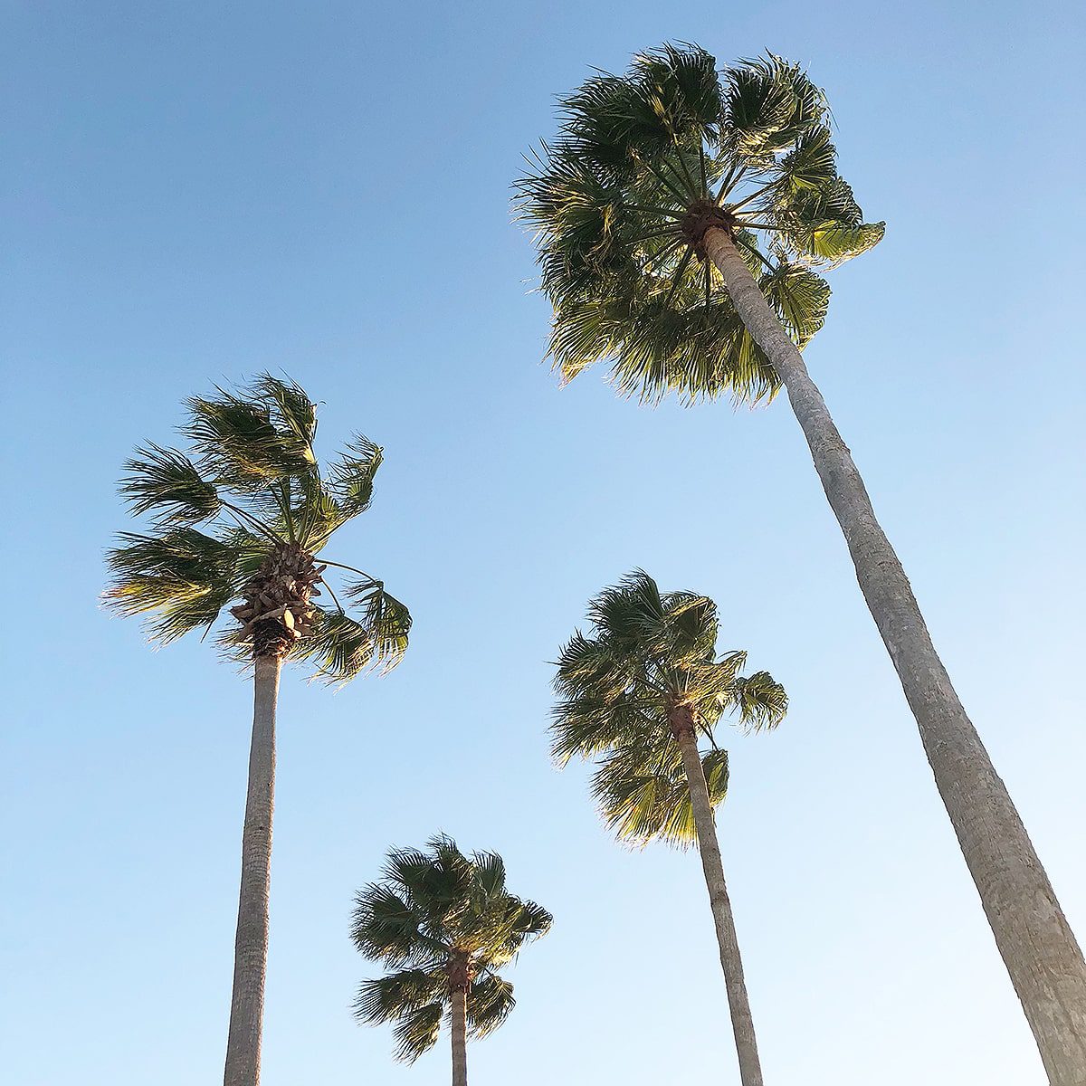 palm trees in the sky