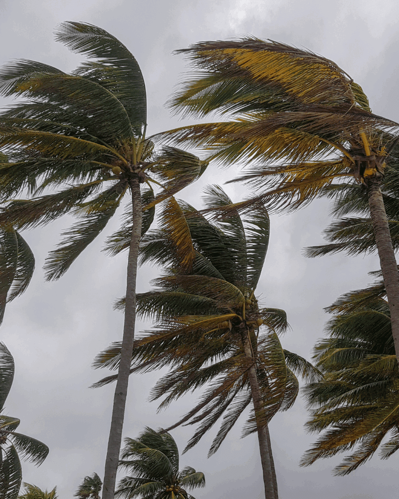 Palm trees blowing in the wind